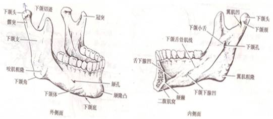 专业解析：下颌角肥大的原因